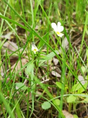 Viola arvensis