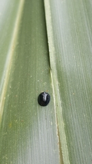 Hemisphaerota cyanea