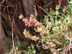 Rumex tingitanus