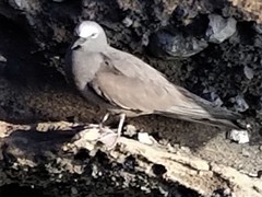 Anous stolidus galapagensis