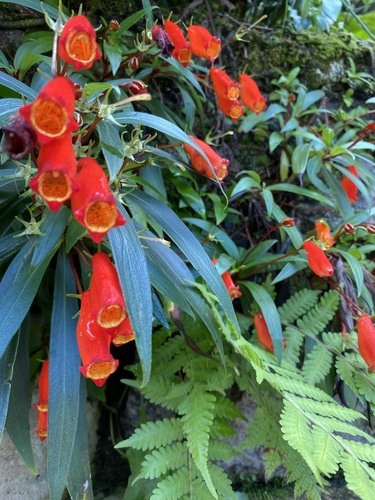 Seemannia sylvatica