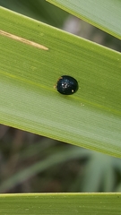 Hemisphaerota cyanea