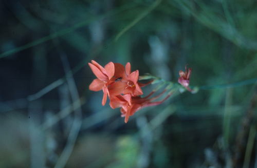 Image of Gladiolus nerineoides by (c) Tom Lloyd Evans, some rights reserved (CC BY-SA)