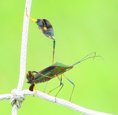 Diactor bilineatus