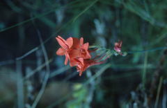 Gladiolus nerineoides
