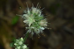 Hydrophyllum macrophyllum