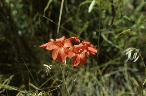 Image of Gladiolus nerineoides by (c) Tom Lloyd Evans, some rights reserved (CC BY-SA)