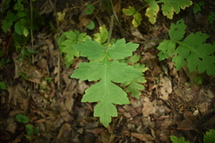 Hydrophyllum macrophyllum