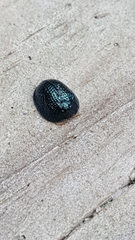 Hemisphaerota cyanea