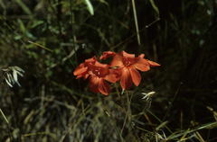 Gladiolus nerineoides