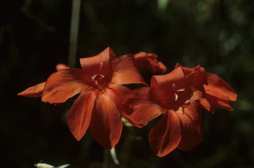 Image of Gladiolus nerineoides by (c) Tom Lloyd Evans, some rights reserved (CC BY-SA)