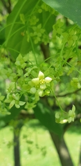Euonymus sachalinensis