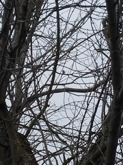 Poecile atricapillus