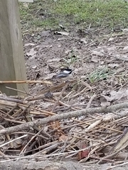 Poecile atricapillus