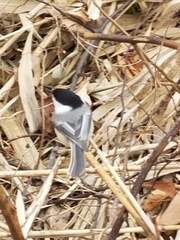 Poecile atricapillus