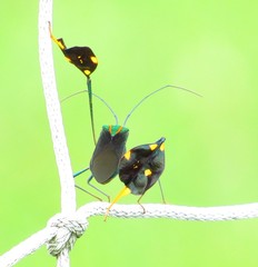 Diactor bilineatus