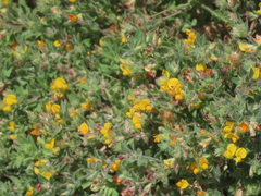 Lotus angustissimus