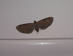 Eupithecia assimilata