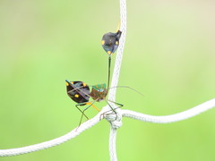 Diactor bilineatus