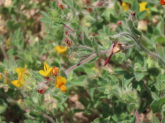 Lotus angustissimus