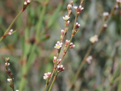 Polygonum equisetiforme