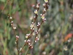 Polygonum equisetiforme