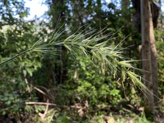 Elymus californicus