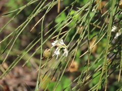 Retama monosperma