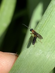 Xyeloidea