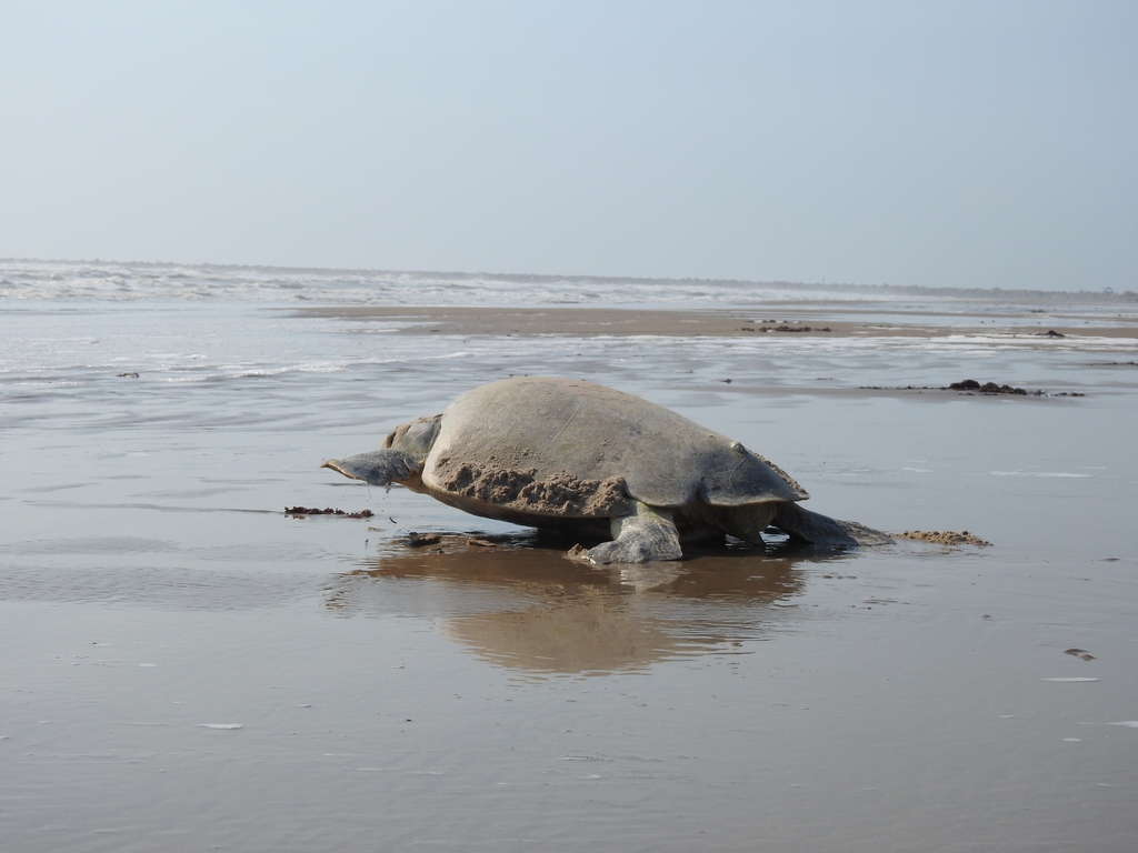 Kemp's ridley turtle on the shoreline in Mexico