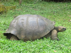 Chelonoidis niger donfaustoi