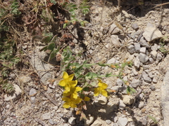 Hypericum pubescens