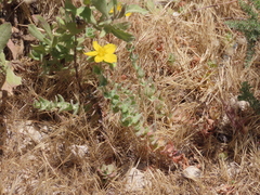 Hypericum pubescens