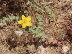 Hypericum pubescens