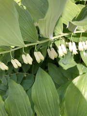 Polygonatum multiflorum
