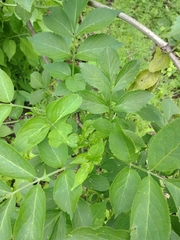 Sambucus nigra
