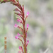 Gaura parviflora - Photo (c) Jerry Oldenettel,  זכויות יוצרים חלקיות (CC BY-NC-SA)