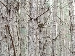 Sciurus aestuans ingrami