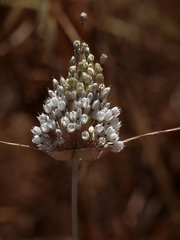 Allium pallens
