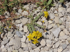 Hypericum tomentosum