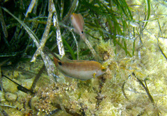 Symphodus mediterraneus