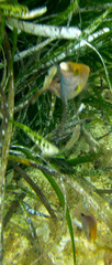 Symphodus mediterraneus