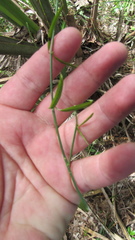 Orthosia scoparia