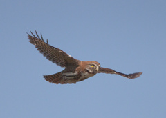 Austral Pygmy-Owl photo 2