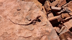 Ctenophorus caudicinctus