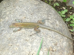 Aspidoscelis lineattissimus