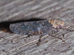 Paraphlepsius collitus