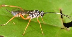 Lymeon orbus