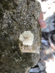 Placopsis lambii