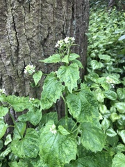 Alliaria petiolata